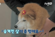 설채현X가비의 다이어트하개에 출연한 뚱댕이들 - 악플달면... 차분한 20대들의 알흠다운 공간 설채현X가비의 다이어트하개에 출연한 뚱댕이들