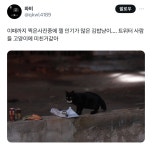 김밥 물고가는 고양이 - 악플달면 쩌리쩌려버려 - ＊여성시대＊ 차분한 20대들의 알흠다운 공간 김밥 물고가는 고양이