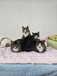 ctrl+v고등어 가족을 키우는 냥집사😽 - 악플달면 쩌리쩌려버려... 차분한 20대들의 알흠다운 공간 ctrl+v고등어 가족을 키우는 냥집사😽