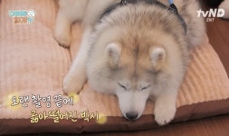 설채현X가비의 다이어트하개에 출연한 뚱댕이들 - 악플달면... 차분한 20대들의 알흠다운 공간 설채현X가비의 다이어트하개에 출연한 뚱댕이들