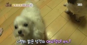음식물 쓰레기통에서 발견된 강아지 시월이 - 악플달면 쩌리쩌려버려... 차분한 20대들의 알흠다운 공간 음식물 쓰레기통에서 발견된 강아지 시월이
