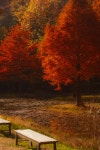 어제 담아온 가을 🍂 - 유쾌방 - 엽기 혹은 진실 (세상 모든 즐거움이 모이는 곳) 어제 담아온 가을 🍂
