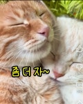 세상 달콤한 고양이 부부 - 악플달면 쩌리쩌려버려 - ＊여성시대＊ 차분한 20대들의 알흠다운 공간 세상 달콤한 고양이 부부