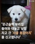 은근슬쩍 우리집 들어와 대놓고 낮잠 자고 간 시골 똥강아지를 신고합니다 - 악플달면 쩌리쩌려버려 - ＊여성시대＊ 차분한 20대들의 알흠다운... 