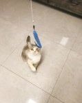 엄마가 인터넷에 우리 고양이 사진 올려달래 (사진 많음 주의) - 악플달면 쩌리쩌려버려 - ＊여성시대＊ 차분한 20대들의 알흠다운 공간 엄마가... 