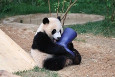 장화 집착 판다 후이바오 🐼 - 악플달면 쩌리쩌려버려 - ＊여성시대＊ 차분한 20대들의 알흠다운 공간 장화 집착 판다 후이바오 🐼