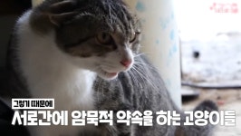 신기한 고양이들의 세계(feat. hahaha) - 악플달면 쩌리쩌려버려 - ＊여성시대＊ 차분한 20대들의 알흠다운 공간 신기한 고양이들의... 