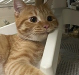 냥젤리에 땀난 동글이.jpg - 악플달면 쩌리쩌려버려 - ＊여성시대＊ 차분한 20대들의 알흠다운 공간 냥젤리에 땀난 동글이.jpg