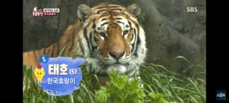 건곤이와 태호 - 악플달면 쩌리쩌려버려 - ＊여성시대＊ 차분한... 한국 호랑이 새끼를 일곱 마리나 낳은 에버랜드 타이거 밸리의 건곤이와 태호