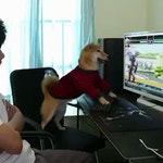 게임하다 화가난 댕댕이.gif - 악플달면 쩌리쩌려버려 - ＊여성시대＊ 차분한 20대들의 알흠다운 공간 게임하다 화가난 댕댕이.gif