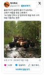 플로리다주 농장에 홍수가 났는데도 소떼가 개들을 엄청 신뢰해서 - 악플달면 쩌리쩌려버려 - ＊여성시대＊ 차분한 20대들의 알흠다운 공간... 