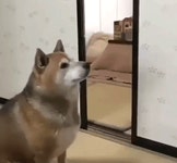 주인이 제때 밥을 안줘서 단단히 화가 난 댕댕이.gif - 악플달면 쩌리쩌려버려 - ＊여성시대＊ 차분한 20대들의 알흠다운 공간 주인이 제때... 