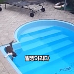 자기가 수영할 줄 아는 걸 까먹은 고양이 - 악플달면 쩌리쩌려버려 - ＊여성시대＊ 차분한 20대들의 알흠다운 공간 자기가 수영할 줄 아는 걸... 