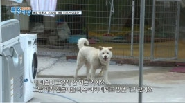 이용녀 배우님과 70마리개들 - 악플달면 쩌리쩌려버려 - ＊여성시대＊ 차분한 20대들의 알흠다운 공간 이용녀 배우님과 70마리개들