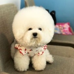 견종 별 강아지 모임에서의 특징 (애견카페X, 야외O) - 악플달면... 20대들의 알흠다운 공간 견종 별 강아지 모임에서의 특징 (애견카페X, 야외O)