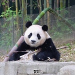 결국 사고친 푸바오 - 악플달면 쩌리쩌려버려 - ＊여성시대＊ 차분한 20대들의 알흠다운 공간 결국 사고친 푸바오
