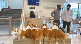 웰시코기 8마리 다같이 병원가기 - 악플달면 쩌리쩌려버려 - ＊여성시대＊ 차분한 20대들의 알흠다운 공간 웰시코기 8마리 다같이 병원가기