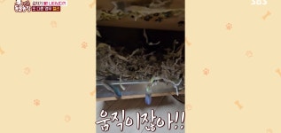 학계에 보고될 초희귀 사례급 반전인 오늘자 동물농장.jpg - 악플달면 쩌리쩌려버려 - ＊여성시대＊ 차분한 20대들의 알흠다운 공간 학계에... 