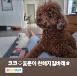 지승이네 공구창고 | 구성환인스타스토리에 올라온 주승이네 코코 - 악플달면 쩌리쩌려버려 - ＊여성시대＊ 차분한 20대들의 알흠다운 공간 구성환인스타스토리에...