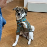 동물농장 똥개보필프로젝트에 참여중인 연예인과 임보 강아지들... 알흠다운 공간 동물농장 똥개보필프로젝트에 참여중인 연예인과 임보 강아지들