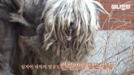 털로 뒤덮여서 걷지도 못하는데 케어한 거라는 견주 - 악플달면 쩌리쩌려버려 - ＊여성시대＊ 차분한 20대들의 알흠다운 공간 털로 뒤덮여서... 
