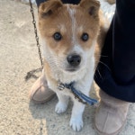 할머니집 시골개 산책시켜주고 왓다내요 - 악플달면 쩌리쩌려버려 - ＊여성시대＊ 차분한 20대들의 알흠다운 공간 할머니집 시골개... 