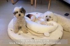 아기 곁을 좋아하는것 같은 슈앤트리 - 악플달면 쩌리쩌려버려 - ＊여성시대＊ 차분한 20대들의 알흠다운 공간 아기 곁을 좋아하는것 같은 슈앤트리