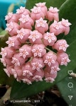 다육이를...먹어보고 싶은 달글 (안먹을거임) - 악플달면 쩌리쩌려버려 - ＊여성시대＊ 차분한 20대들의 알흠다운 공간 다육이를...먹어보고 싶은... 
