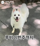 7년동안 방치된 강아지, 진주와 루비 - 악플달면 쩌리쩌려버려 - ＊여성시대＊ 차분한 20대들의 알흠다운 공간 7년동안 방치된 강아지, 진주와 루비