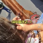 여동생 데리러 말 타고 학교간 오빠 - 악플달면 쩌리쩌려버려 - ＊여성시대＊ 차분한 20대들의 알흠다운 공간 여동생 데리러 말 타고 학교간 오빠