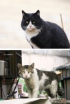 여시들 대갈장군 냥이 좋아해?(대빵고양이들 머리가 큰 이유)... 알흠다운 공간 여시들 대갈장군 냥이 좋아해?(대빵고양이들 머리가 큰 이유)