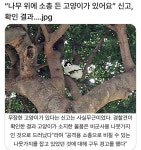 나무 위에 소총 든 고양이가 있어요 신고, - 악플달면 쩌리쩌려버려 - ＊여성시대＊ 차분한 20대들의 알흠다운 공간 