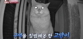 충격 전개로 눈물나는 이번주 동물농장 편의점 고양이 사연.jpg... 카테고리 충격 전개로 눈물나는 이번주 동물농장 편의점 고양이 사연.jpg