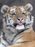 눈이 억울하게 생긴 아기 호랑이 설호 🐯 - 악플달면 쩌리쩌려버려... 차분한 20대들의 알흠다운 공간 눈이 억울하게 생긴 아기 호랑이 설호 🐯