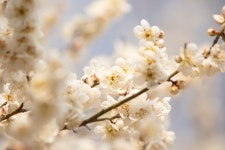 국립산림과학원에서 올려준 배경화면용 매화 사진.jpg - 악플달면 쩌리쩌려버려 - ＊여성시대＊ 차분한 20대들의 알흠다운 공간... 