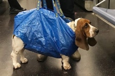 더쿠 - 뉴욕 지하철에서 볼 수 있는 댕댕이들....jpg