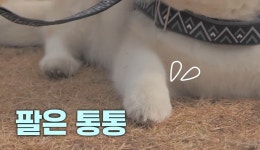 설채현X가비의 다이어트하개에 출연한 뚱댕이들 - 악플달면... 차분한 20대들의 알흠다운 공간 설채현X가비의 다이어트하개에 출연한 뚱댕이들