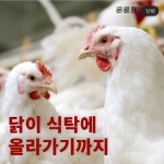 병아리 부리 불로 지지는 이유 - 인스티즈(instiz) 이슈 카테고리 병아리 부리 불로 지지는 이유