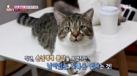 동물농장 오늘자 창녕 품종묘 10마리 유기사건 전말 - 악플달면 쩌리쩌려버려 - ＊여성시대＊ 차분한 20대들의 알흠다운 공간 동물농장 오늘자... 