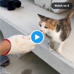 냥아치에게 생선 강탈당한 고양이 ㅠㅠ.twt - 악플달면 쩌리쩌려버려 - ＊여성시대＊ 차분한 20대들의 알흠다운 공간 냥아치에게 생선... 