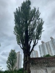 서대문형무소 사형소 마지막 미루나무 죽어버림.jpg - 악플달면... 20대들의 알흠다운 공간 서대문형무소 사형소 마지막 미루나무 죽어버림.jpg