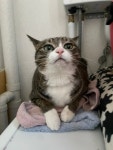 아침만 얼굴 보여주는 우리 고양이 - 악플달면 쩌리쩌려버려 - ＊여성시대＊ 차분한 20대들의 알흠다운 공간 아침만 얼굴 보여주는 우리 고양이