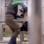 세상제일 원통해 보이는 아기판다 후이바오 - 악플달면 쩌리쩌려버려 - ＊여성시대＊ 차분한 20대들의 알흠다운 공간 세상제일 원통해 보이는... 