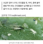요즘 길 돌아다니면 보이거나 옷에 들러붙는거 - 악플달면 쩌리쩌려버려 - ＊여성시대＊ 차분한 20대들의 알흠다운 공간 요즘 길 돌아다니면... 