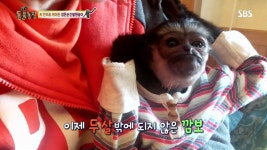 차 안으로 뛰어든 검은손긴팔원숭이 까만보석, 깜보 - 악플달면... 20대들의 알흠다운 공간 차 안으로 뛰어든 검은손긴팔원숭이 까만보석, 깜보