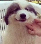 강아지 웃는 짤 모음 - 악플달면 쩌리쩌려버려 - ＊여성시대＊ 차분한 20대들의 알흠다운 공간 강아지 웃는 짤 모음