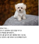 언니 나 사랑하는 개가 생겼어... 그 오빠랑 결혼하고 싶어 - 악플달면... 알흠다운 공간 언니 나 사랑하는 개가 생겼어... 그 오빠랑 결혼하고 싶어