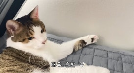순한 고양이도 거부하는 곳.avi - 악플달면 쩌리쩌려버려 - ＊여성시대＊ 차분한 20대들의 알흠다운 공간 순한 고양이도 거부하는 곳.avi