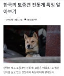한국의 토종견 진돗개 특징 알아보기 - 악플달면 쩌리쩌려버려 - ＊여성시대＊ 차분한 20대들의 알흠다운 공간 한국의 토종견 진돗개 특징 알아보기