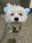 엉니... 나 왜 콧물이 안 흐르지? 🐶 - 악플달면 쩌리쩌려버려 - ＊여성시대＊ 차분한 20대들의 알흠다운 공간 엉니... 나 왜 콧물이 안 흐르지? 🐶